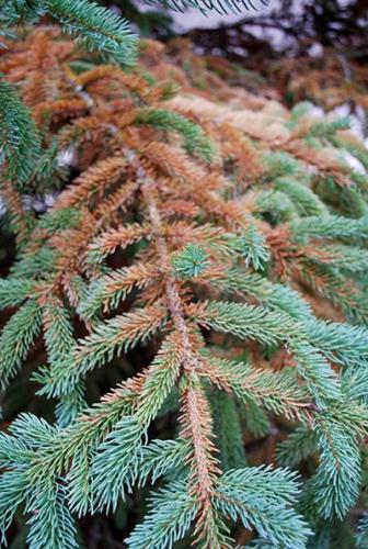 Why are my interior conifer needles turning yellow MSU Extension